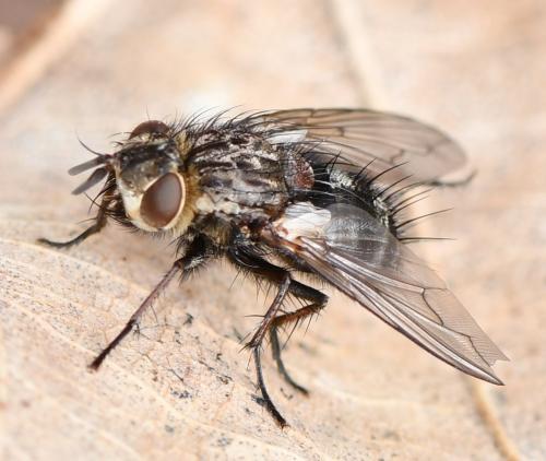 Bothria frontosa